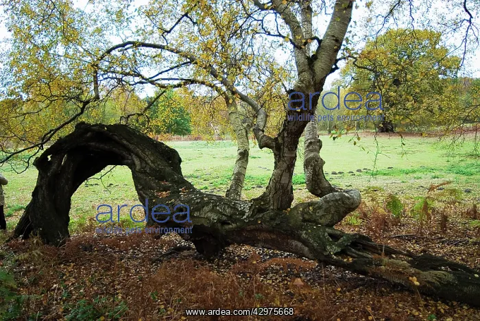  : Phoenix Birch Trees - on fallen Oak Tree
