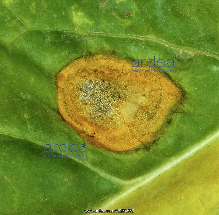 : Phoma Leaf Spot (Phoma betae) : Phoma Leaf Spot (Phoma betae)