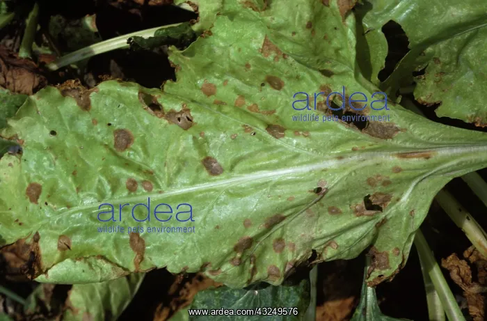 : Phoma Leaf Spot (Phoma betae) on Beet leaf : Phoma Leaf Spot (Phoma betae) on Beet leaf