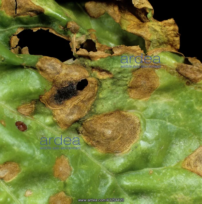 : Phoma Leaf Spot (Phoma betae) on beet leaf : Phoma Leaf Spot (Phoma betae) on beet leaf