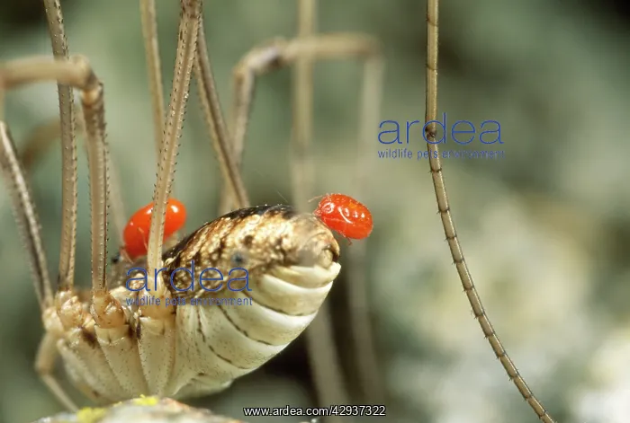 : Phoretic Mites - Hitchiking on Harvestman : Phoretic Mites - Hitchiking on Harvestman
