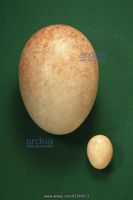 : Phororhacos Inflatus Egg - (194mm x 140mm) : Phororhacos Inflatus Egg - (194mm x 140mm)