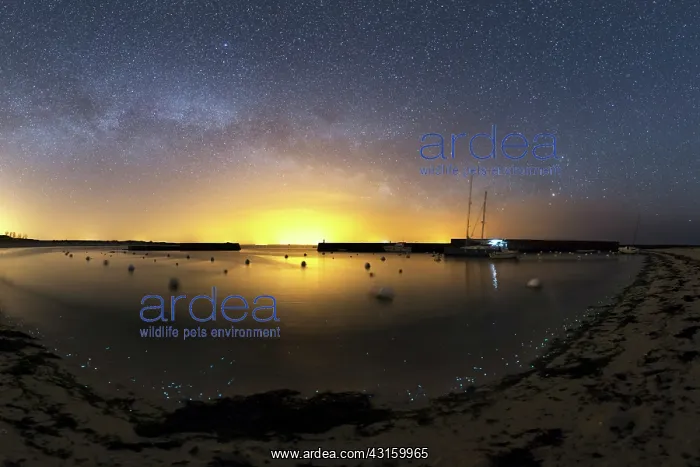 : Phosphorescent plankton light up the shore where : Phosphorescent plankton light up the shore where