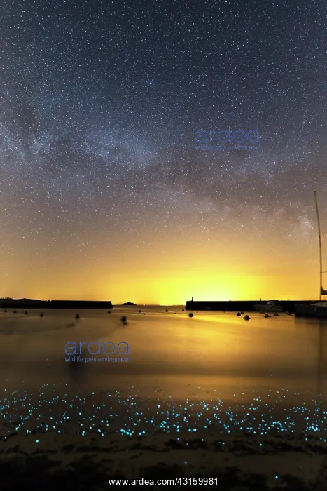 : Phosphorescent plankton light up the shore where : Phosphorescent plankton light up the shore where
