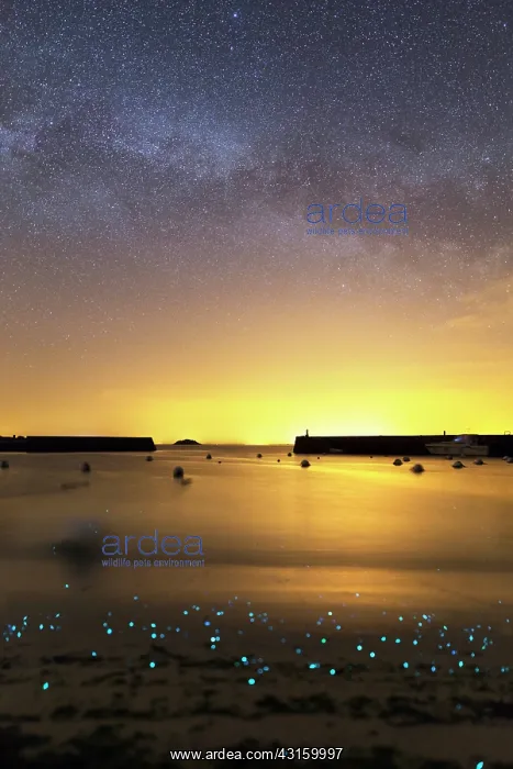 : Phosphorescent plankton light up the shore where : Phosphorescent plankton light up the shore where