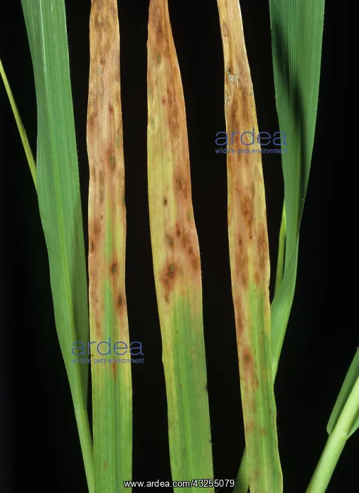 : Phosphorus deficiency in Barley : Phosphorus deficiency in Barley