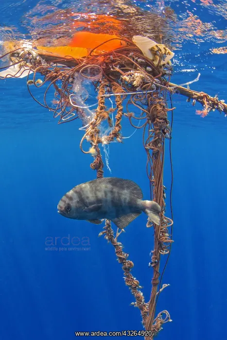 : Photo denunciation, garbage in the sea. No matter : Photo denunciation, garbage in the sea. No matter