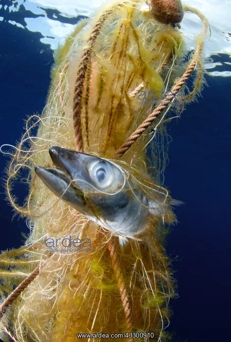 : Photo denunciation, garbage in the sea. No matter : Photo denunciation, garbage in the sea. No matter