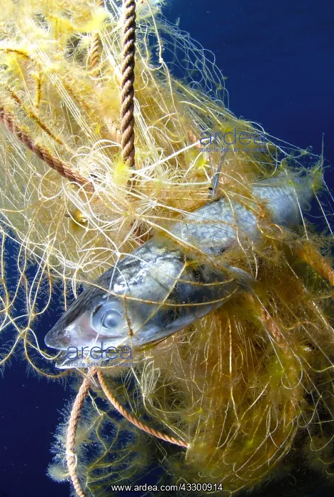  : Photo denunciation, garbage in the sea. No matter