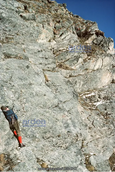 : PHOTOGRAPHER - on cliff edge photographing Ibex : PHOTOGRAPHER - on cliff edge photographing Ibex