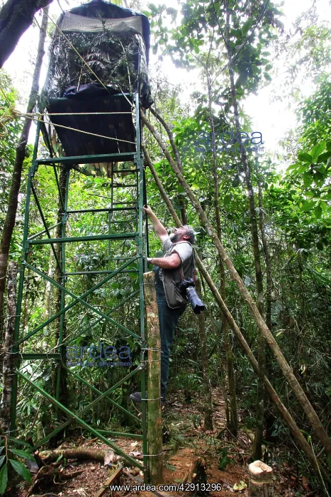 : Photographer - climbing up to hide : Photographer - climbing up to hide