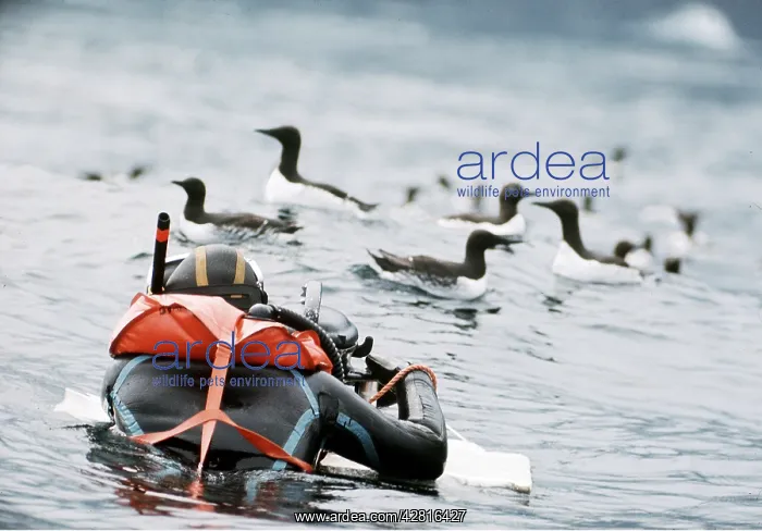 : Photographer filming Guillemots : Photographer filming Guillemots