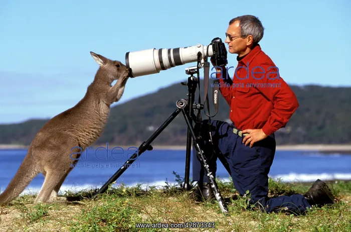  : Photographer Jean-Paul Ferrero with Eastern Grey