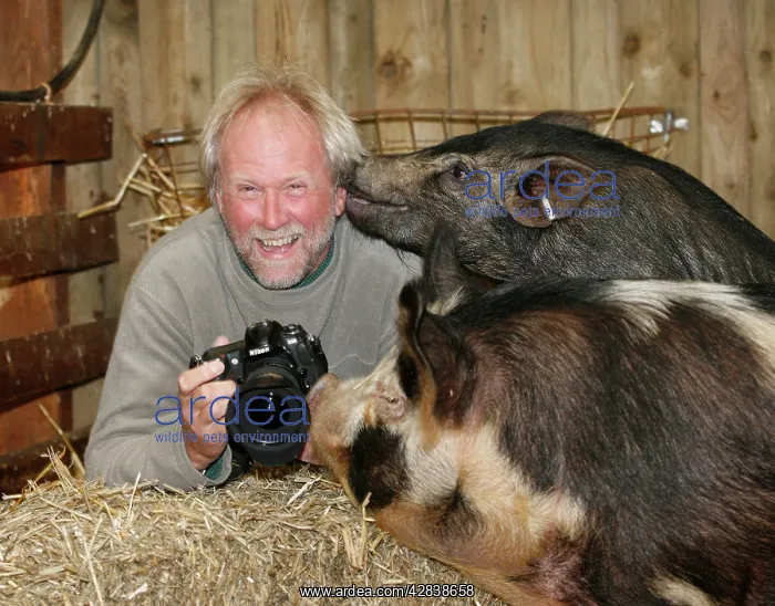 : Photographer John Daniels - with Kune Kune Pig : Photographer John Daniels - with Kune Kune Pig