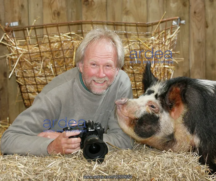 : Photographer John Daniels - with Kune Kune Pig : Photographer John Daniels - with Kune Kune Pig