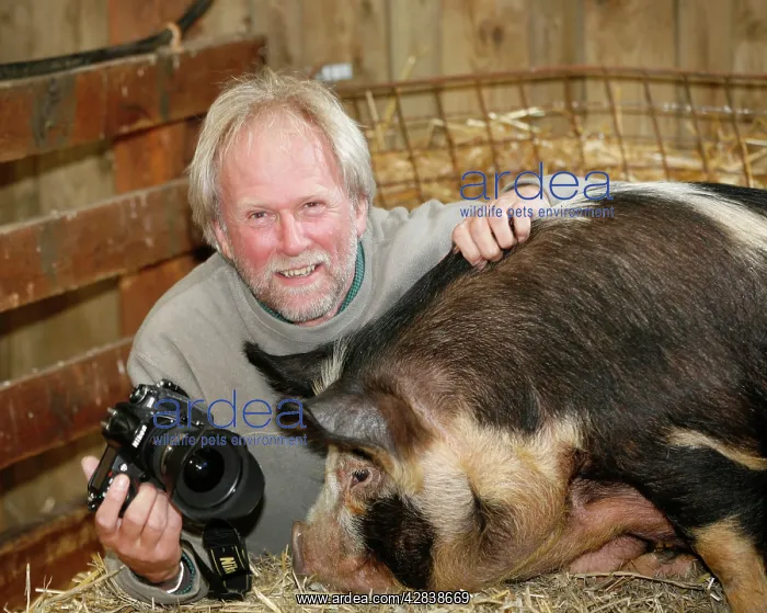 : Photographer John Daniels - with Kune Kune Pig : Photographer John Daniels - with Kune Kune Pig