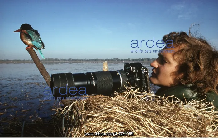 : PHOTOGRAPHER and Kingfisher : PHOTOGRAPHER and Kingfisher