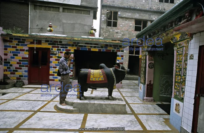 : Photographer and Nandi Mandi Himachal Pradesh India : Photographer and Nandi Mandi Himachal Pradesh India