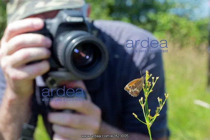  : Photographer - photographing a Gatekeeper Butterfly