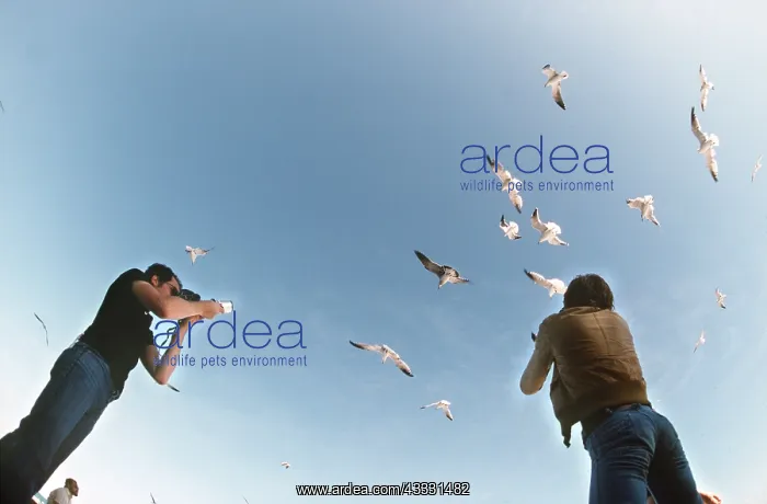  : PHOTOGRAPHER - photographing gulls in flight