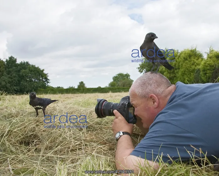 : Photographer - photographing jackdaws : Photographer - photographing jackdaws