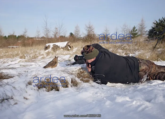 : Photographer - photographing Long eared Owl - in snow : Photographer - photographing Long eared Owl - in snow