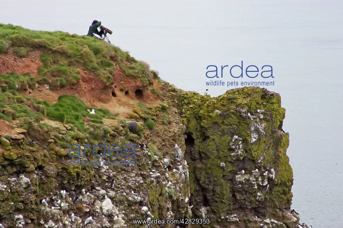  : Photographer photographing Razorbill