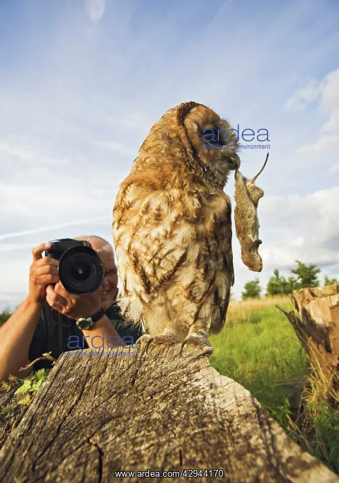 : Photographer - photographing Tawny owl : Photographer - photographing Tawny owl