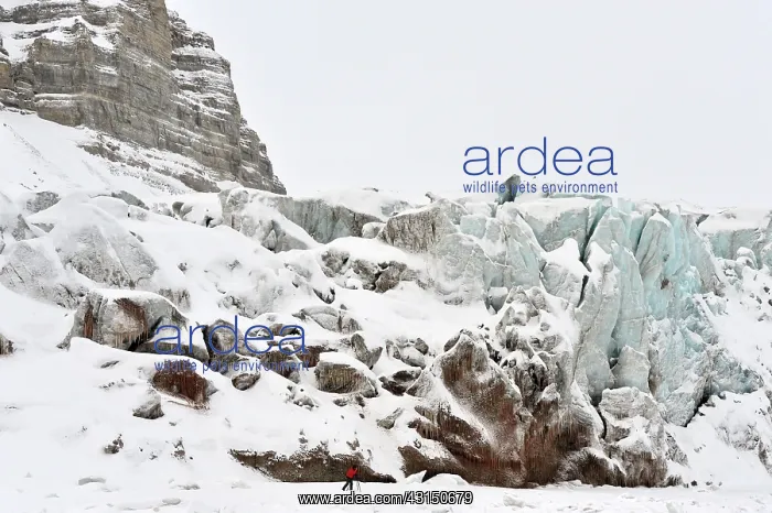 : Photographer taking images infront of Glacier : Photographer taking images infront of Glacier