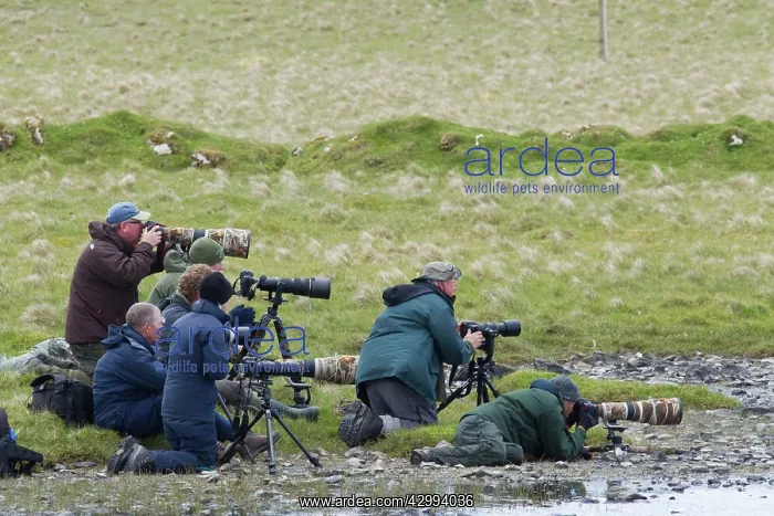 : Photographers - group photographing Red-necked : Photographers - group photographing Red-necked