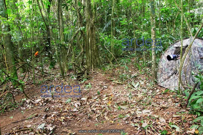: Photographers hide - for pictures of Guianan : Photographers hide - for pictures of Guianan
