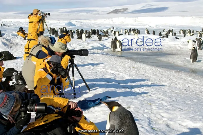 : Photographers - Photogaphing Emperor Penguins at Rookery : Photographers - Photogaphing Emperor Penguins at Rookery