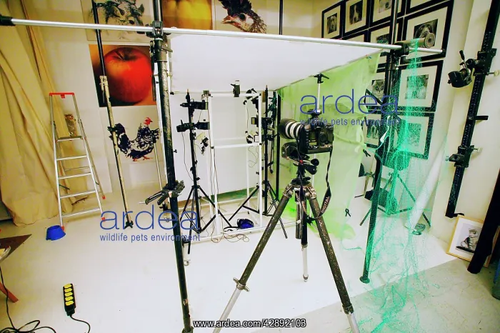 : Photographer's studio : Photographer's studio