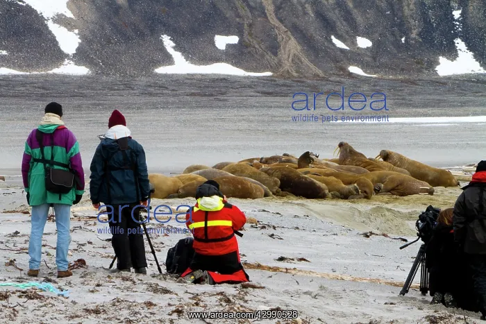 : Photographers - watching Walrus (Odobenus rosmarus) : Photographers - watching Walrus (Odobenus rosmarus)