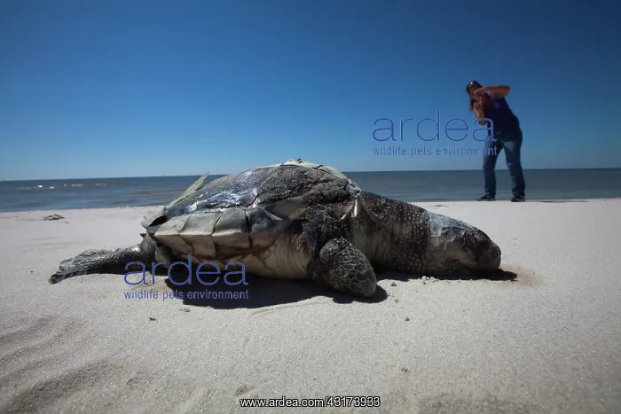 : Photographing Dead Turtle on Beach : Photographing Dead Turtle on Beach