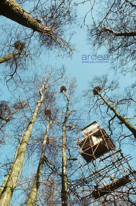 : PHOTOGRAPHY - scaffold erected to film herons : PHOTOGRAPHY - scaffold erected to film herons