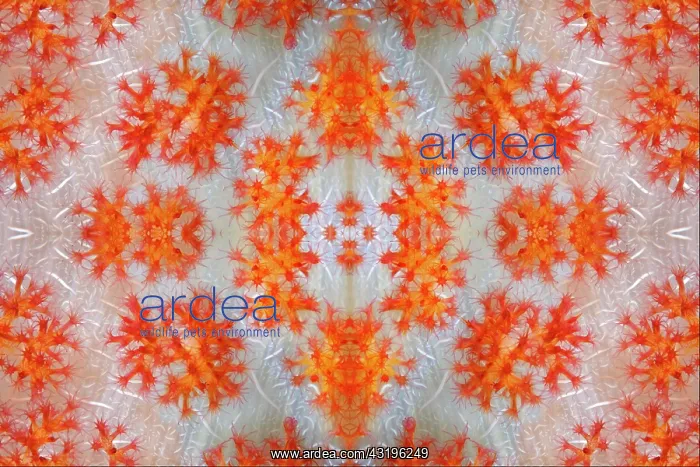 : PHOTOMONTAGE, Coral polyps on the trunk of a soft : PHOTOMONTAGE, Coral polyps on the trunk of a soft