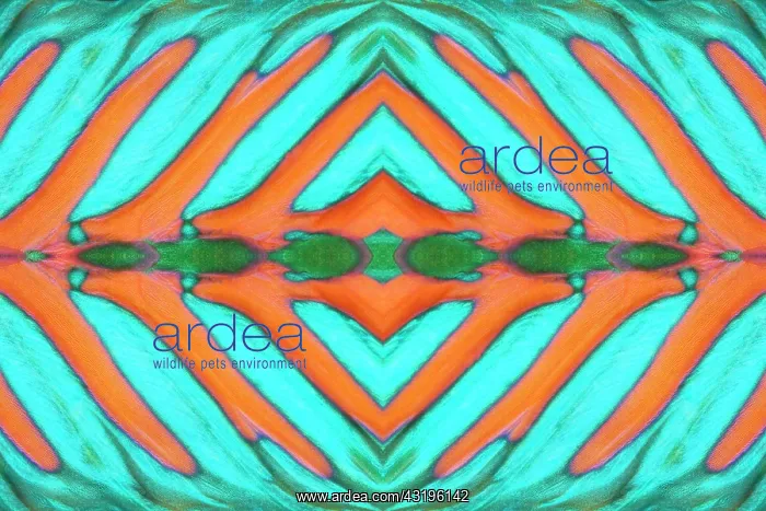 : PHOTOMONTAGE, detail of dorsal fin, parrot fish : PHOTOMONTAGE, detail of dorsal fin, parrot fish
