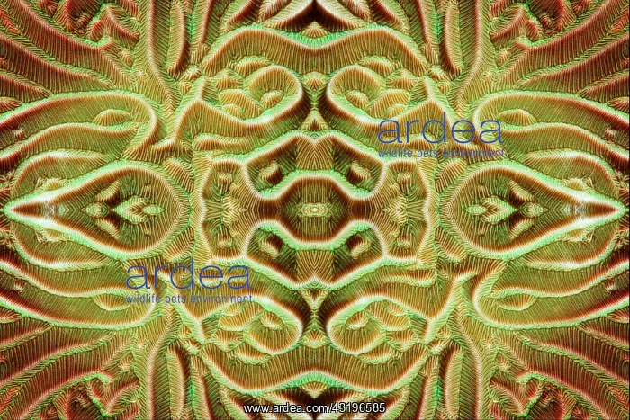 : PHOTOMONTAGE, furrowed coral, hard coral (Pachyseris : PHOTOMONTAGE, furrowed coral, hard coral (Pachyseris