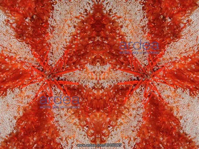 : PHOTOMONTAGE, Graphic detail, Parson hat sea urchin : PHOTOMONTAGE, Graphic detail, Parson hat sea urchin