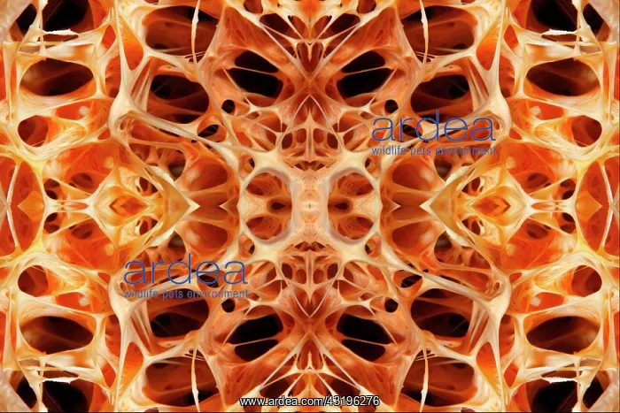 : PHOTOMONTAGE, Graphic structure, detail, chambers : PHOTOMONTAGE, Graphic structure, detail, chambers