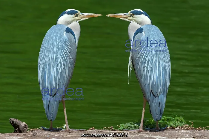 : Photomontage, two Grey heron (Ardea cinerea) facing : Photomontage, two Grey heron (Ardea cinerea) facing