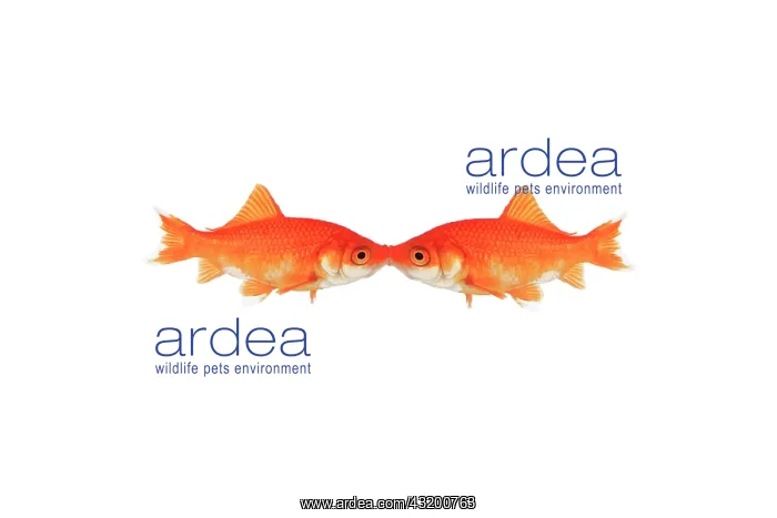  : Photomontage, kissing goldfish on white background