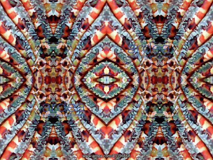 : PHOTOMONTAGE, Moluccan Sea, Graphic detail, Pectoral : PHOTOMONTAGE, Moluccan Sea, Graphic detail, Pectoral