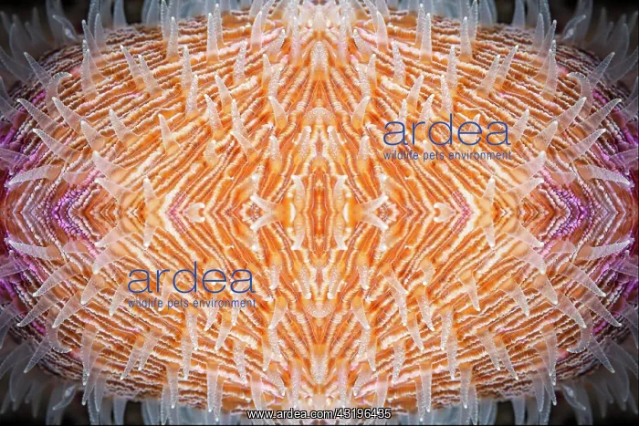 : PHOTOMONTAGE, Mushroom coral (Fungia) with coral : PHOTOMONTAGE, Mushroom coral (Fungia) with coral