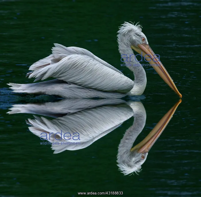 : Photomontage, reflection, Dalmatian pelican (Pelecanus : Photomontage, reflection, Dalmatian pelican (Pelecanus