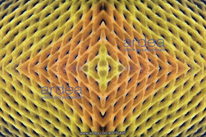 : PHOTOMONTAGE, scales of giant triggerfish (Balistoides : PHOTOMONTAGE, scales of giant triggerfish (Balistoides