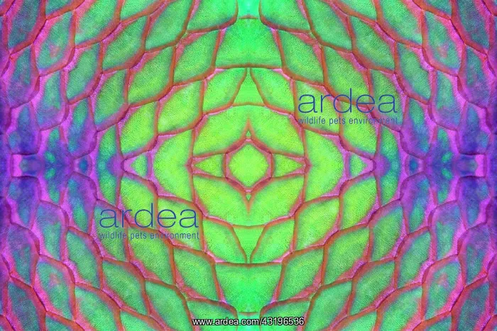 : PHOTOMONTAGE, scales of rust head parrot fish (Scarus : PHOTOMONTAGE, scales of rust head parrot fish (Scarus