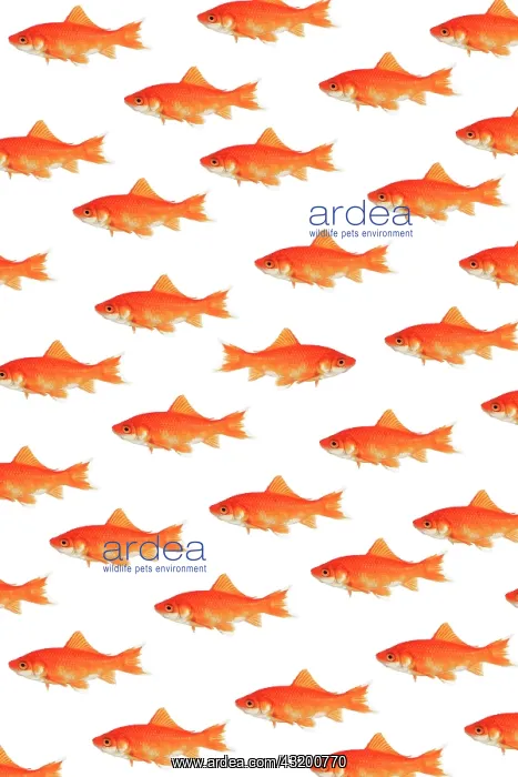 : Photomontage, school of goldfish on white background : Photomontage, school of goldfish on white background