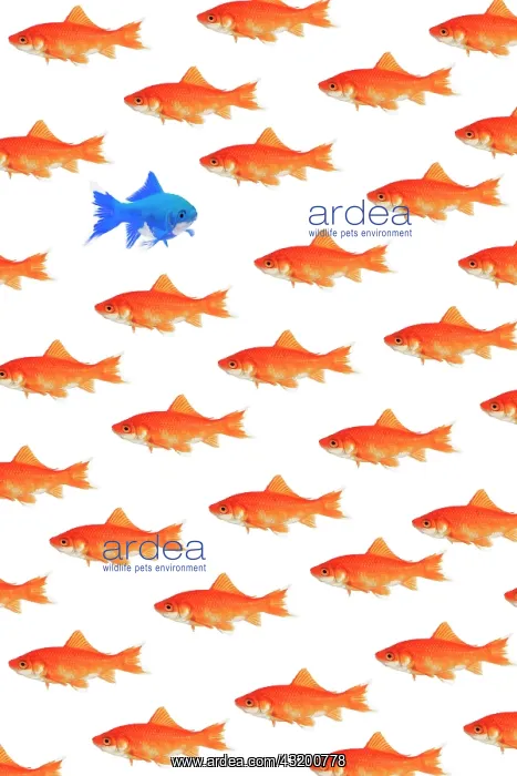 : Photomontage, school of goldfish on white background : Photomontage, school of goldfish on white background